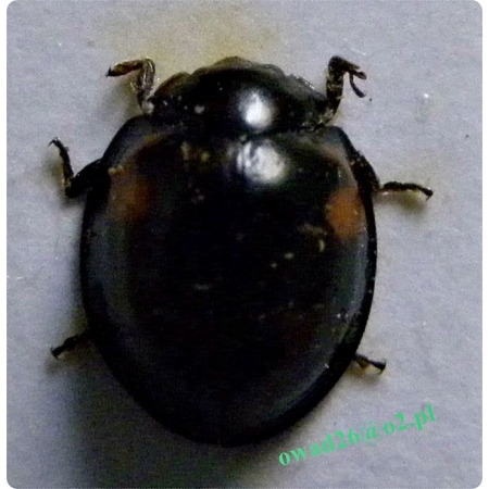 Exochomus quadripustulatus (Linnaeus, 1758) Gałecznik czteroplamek
